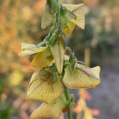 Crotalaria platysepala image