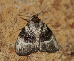 Acatapaustus metallopa