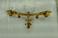 Geina periscelidactylus