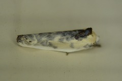 Antaeotricha