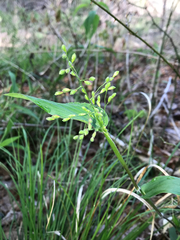 Dichanthelium boscii