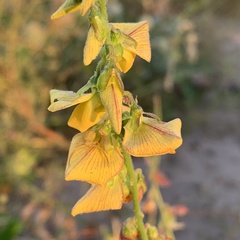 Crotalaria platysepala image