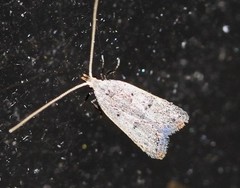 Lecithocera imprudens