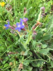 Anchusa azurea