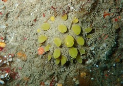 Sphaerotylus renoufi