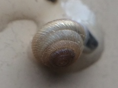 Strobilops texasianus