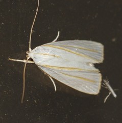 Cryptophasa flavolineata