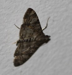 Dysallacta negatalis