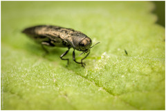 Agrilini