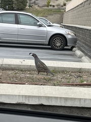Callipepla californica