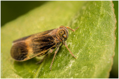 Melanoliarus dimidiatus