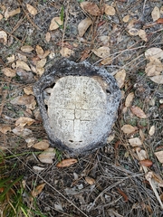 Apalone ferox