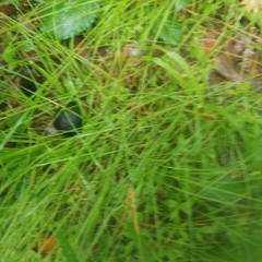 Carex interior