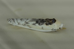 Antaeotricha