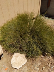 Ephedra fasciculata