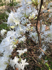Rhododendron alabamense