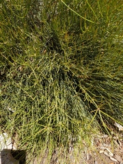 Ephedra fasciculata