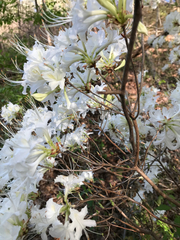 Rhododendron alabamense