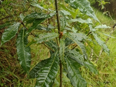Quercus humboldtii