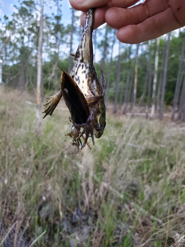 Belostomatidae image