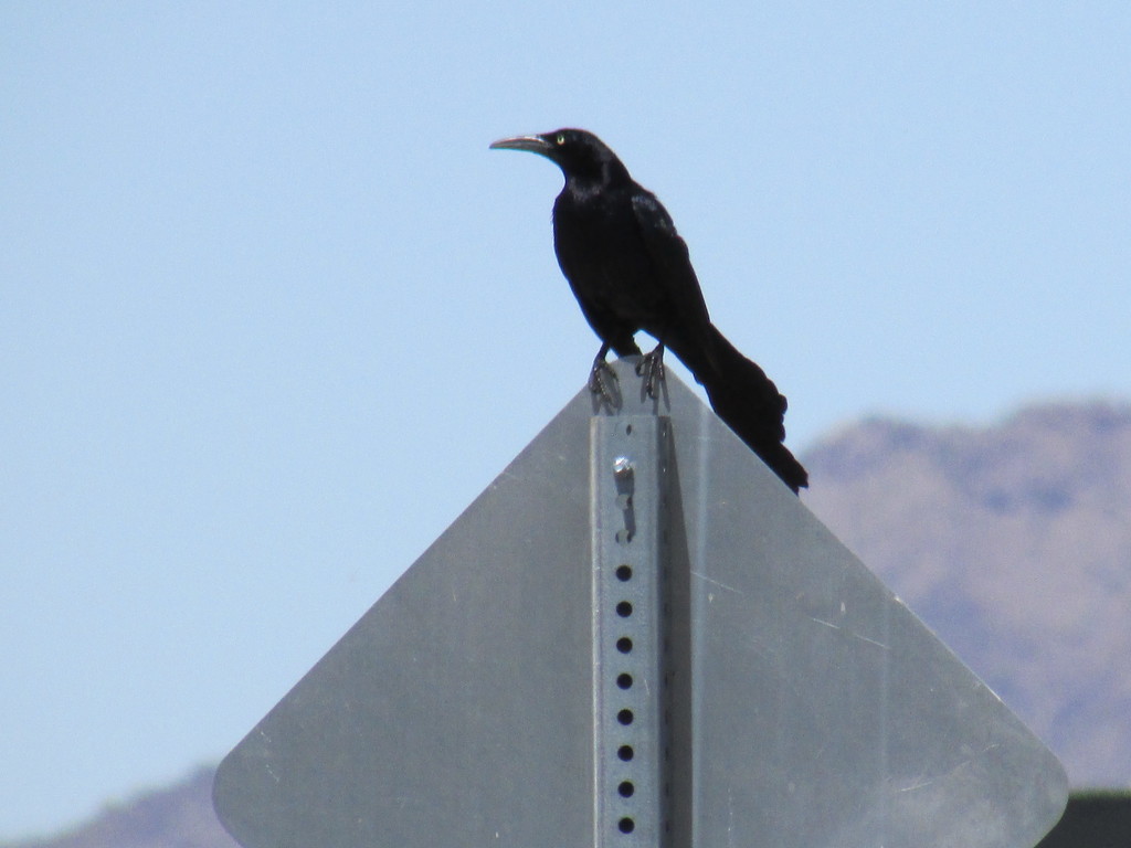 Great-tailed Grackle from Alta Loma, Peoria, AZ 85345, USA on April 30 ...