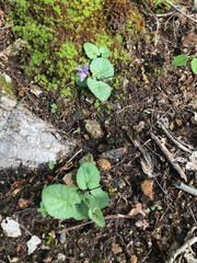Viola walteri