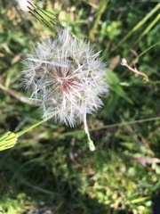 Asteraceae