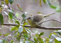 Thamnornis chloropetoides