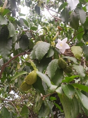 Tabernaemontana litoralis