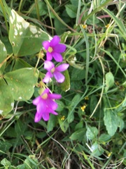Oxalis