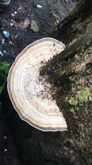 Trametes