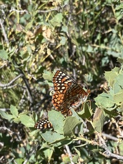 Euphydryas anicia hermosa