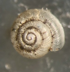 Hawaiia minuscula