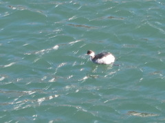 Podiceps nigricollis