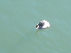 Podiceps nigricollis