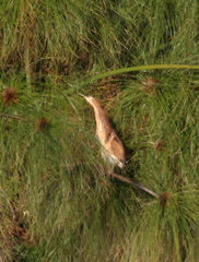 Ixobrychus minutus payesii