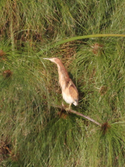 Ixobrychus minutus payesii