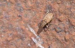 Sitona cylindricollis