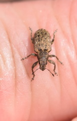 Sitona cylindricollis