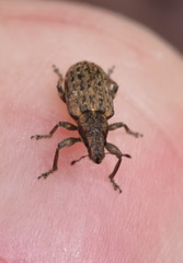 Sitona cylindricollis