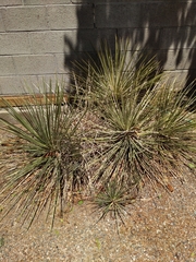Yucca glauca glauca