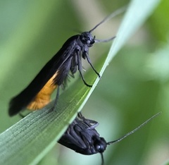 Flower moth
