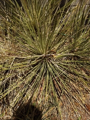 Yucca glauca glauca