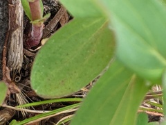 Hypericum perforatum