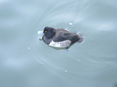 Aythya fuligula