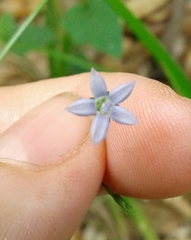 Wahlenbergia marginata