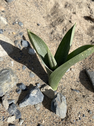 Drimia capensis