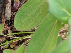 Hypericum perforatum