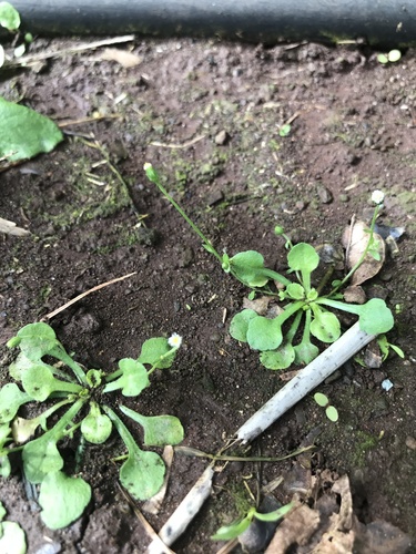 Erigeron bellioides observed 2021-04-30