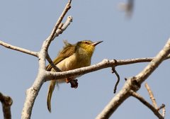 Neomixis striatigula